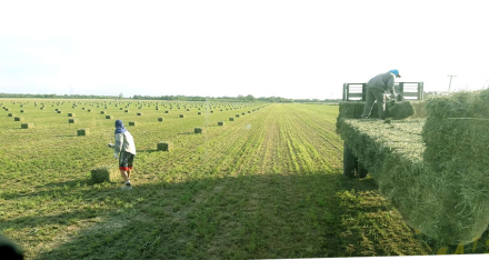 alfalfa-es-verde.jpg