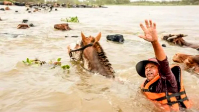 Imágenes impactantes de la crecida del río Paraná: así intentan salvar al ganado