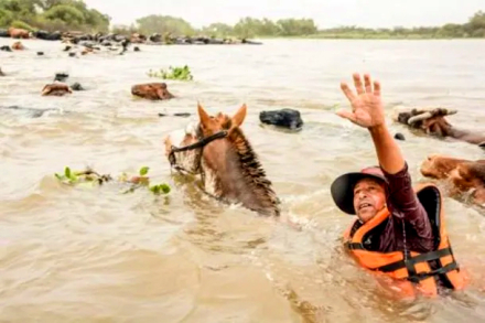 ganado3.jpg