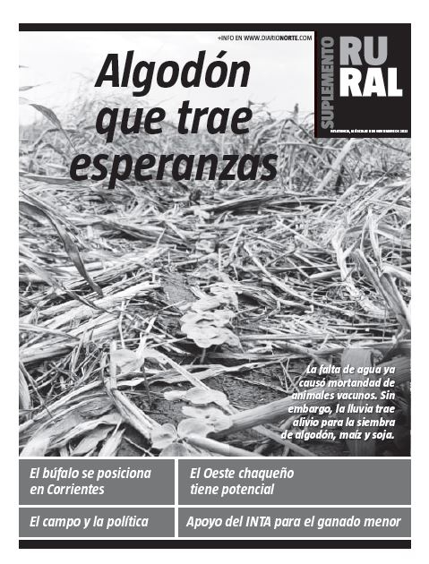 Algodón que trae esperanzas