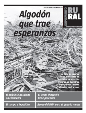 Algodón que trae esperanzas