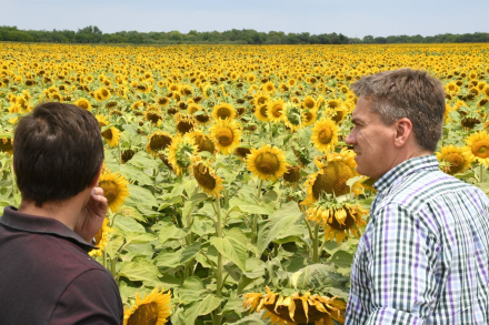 Halavacs muestra girasol.jpg
