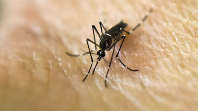Los contagios de dengue crecieron más del 240 % en la última semana