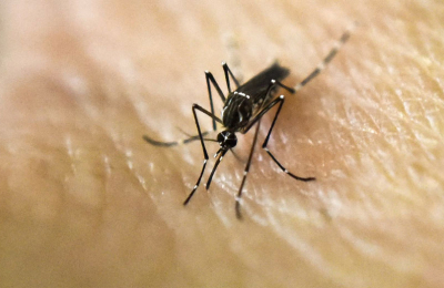 Los contagios de dengue crecieron más del 240 % en la última semana