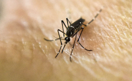 dengue.jpg