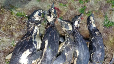 Santa Cruz: 138 pingüinos ahogados en redes de pesca ilegales