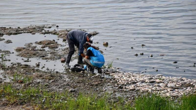 Miles de peces muertos en laguna de Chascomús