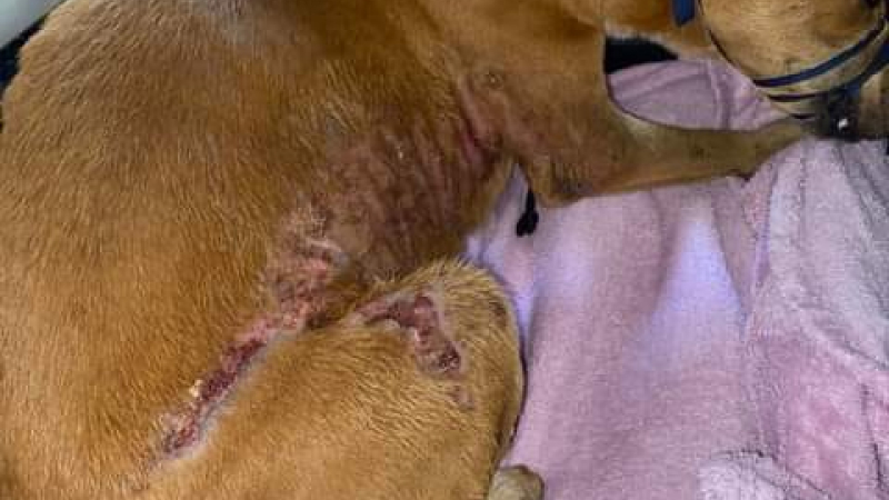 Huellas Caninas rescató a dos perros que sufrieron palazos y quemadura