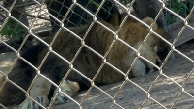 Denuncian terribles condiciones en el zoológico de Sáenz Peña