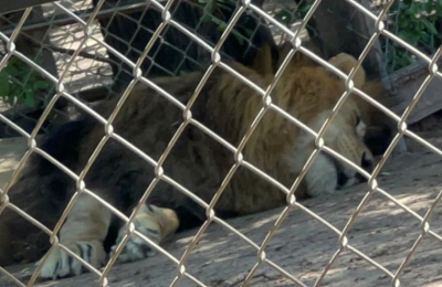 Denuncian terribles condiciones en el zoológico de Sáenz Peña