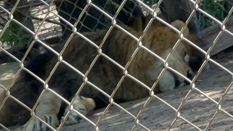Denuncian terribles condiciones en el zoológico de Sáenz Peña