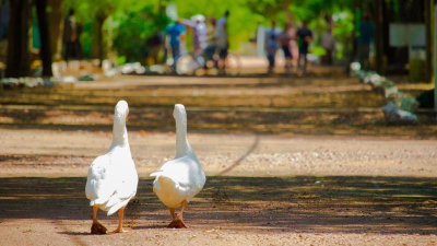 Complejo Ecológico: la cita de la familia