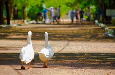Complejo Ecológico: la cita de la familia