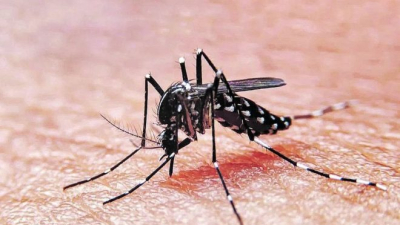 Doble epidemia de dengue: dos variantes coexisten y aumentan los casos