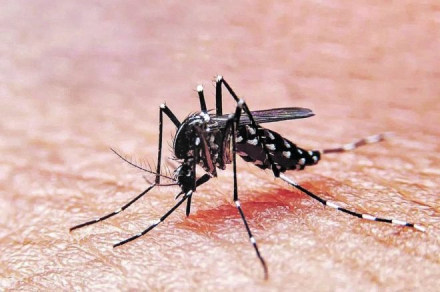 dengue.jpg