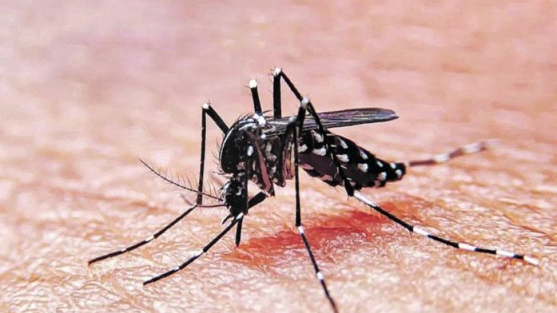 Doble epidemia de dengue: dos variantes coexisten y aumentan los casos