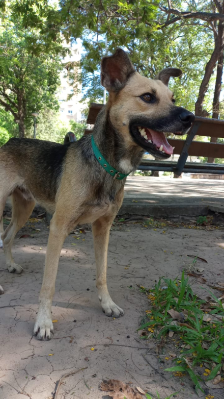 Perrito 1.jpeg