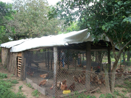 gallinero.jpg