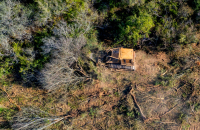 La lucha contra la deforestación