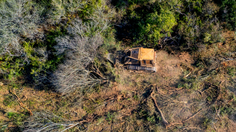 La lucha contra la deforestación