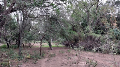 Perder los bosques nativos es firmar nuestra acta de defunción como especie
