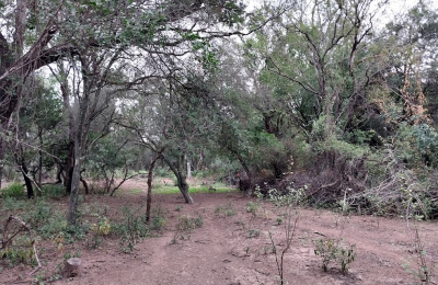 Perder los bosques nativos es firmar nuestra acta de defunción como especie