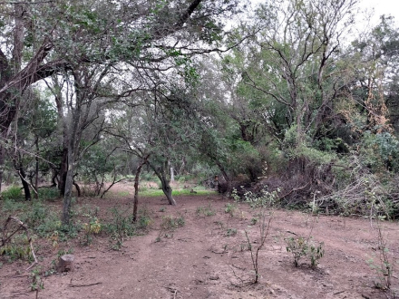 bosque nativo chaco.jpg