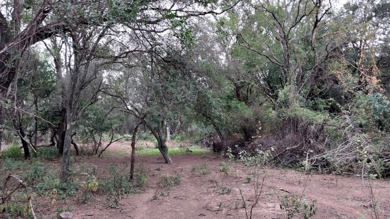 Perder los bosques nativos es firmar nuestra acta de defunción como especie