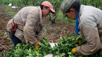 Después de 22 años la yerba queda sin regulación