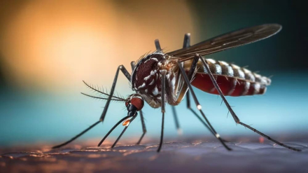 mosquito dengue.jpg