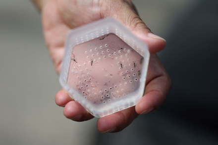 dengue2.jpg