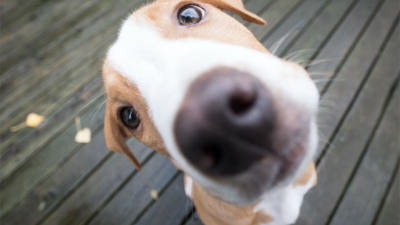 Cómo es la asociación de palabras con objetos en la mente de los perros