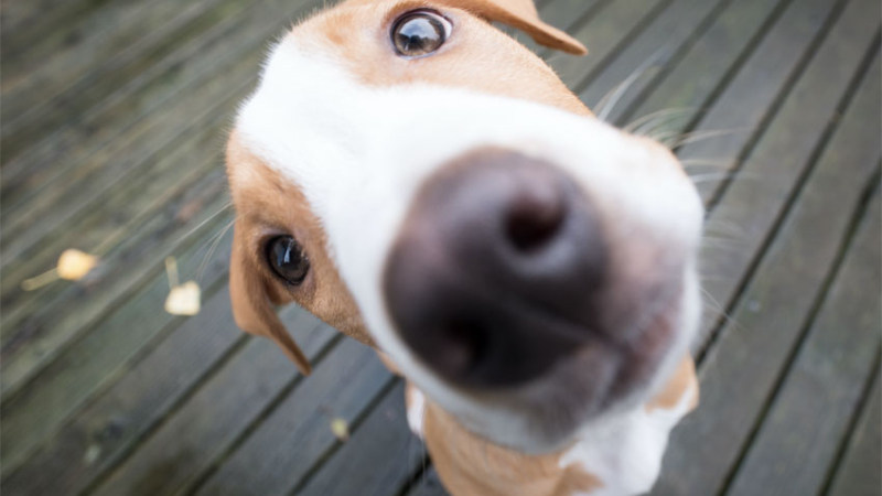 Cómo es la asociación de palabras con objetos en la mente de los perros