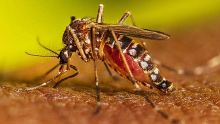 mosquito.jpg
