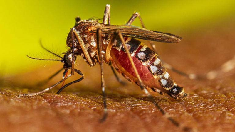 Dengue hemorrágico: qué es y cuáles son sus síntomas