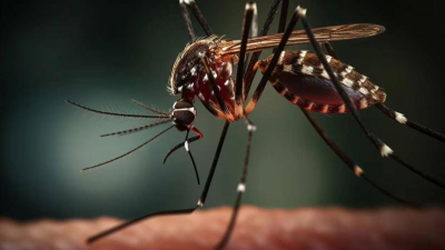 Dengue: la primera muerte en el país por coinfección se produjo en el Chaco