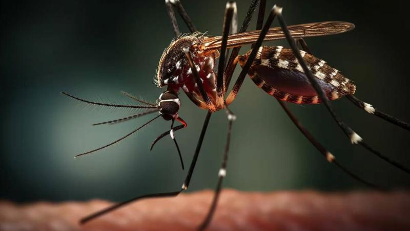 Dengue: la primera muerte en el país por coinfección se produjo en el Chaco
