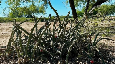 Controladores biológicos de cactus del NEA podrían ser la solución para una especia invasora en Australia