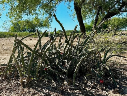 cactus3.jpg
