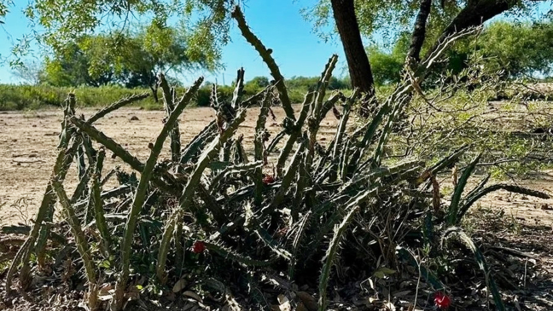 Controladores biológicos de cactus del NEA podrían ser la solución para una especia invasora en Australia