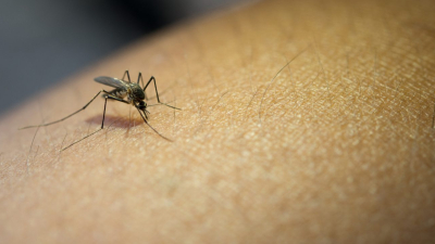 Dengue: se confirmaron 8,1 millones de casos en América