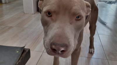 Campaña solidaria para Coba, un perrito bajo tratamiento por Leishmaniasis
