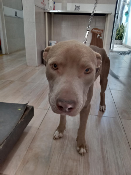 perrito pitbull.jfif