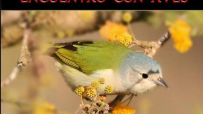 Alza vuelo un material con imágenes y textos sobre las aves de la región