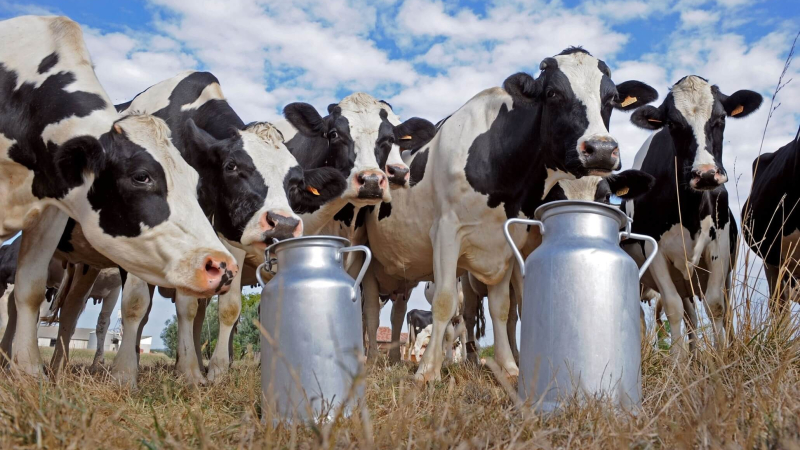 Bajó 11% el consumo de leche