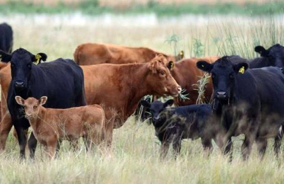 El INTA le pone foco en la ganadería: presentan nueva variedad de maíz