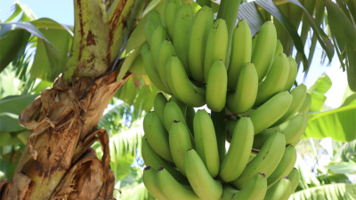 En Formosa conservan una amplia variabilidad genética de la banana