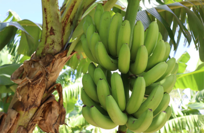 En Formosa conservan una amplia variabilidad genética de la banana