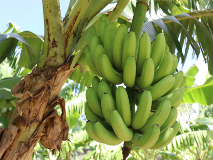 bananas.jpg