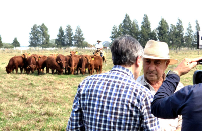 A mostrar lo mejor de la genética, camino al gran remate